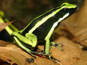 Смотреть фото Трехполосый древолаз Фото Трехполосый древолаз