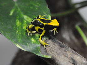 Красящий древолаз Красящий древолаз