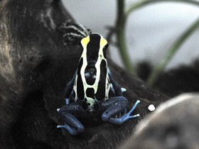 Смотреть фото Пятнистый древолаз Фото Пятнистый древолаз