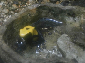 Смотреть фото Цитронелла Фото Цитронелла