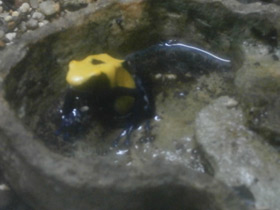 Смотреть фото Цитронелла Фото Цитронелла