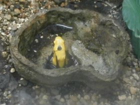 Смотреть фото Цитронелла Фото Цитронелла