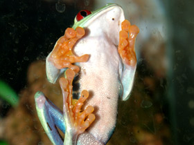 Красноглазая квакша