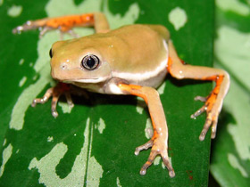 Смотреть фото Чакская филломедуза Фото Чакская филломедуза