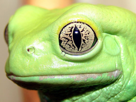 Смотреть фото Чакская филломедуза Фото Чакская филломедуза