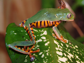 Фото Оранжевобокая филломедуза