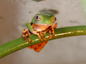 Фото Оранжевобокая филломедуза