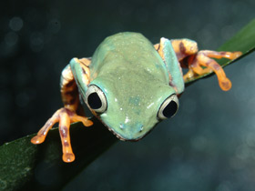Фото Оранжевобокая филломедуза