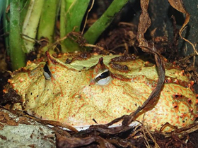 Амазонская рогатка