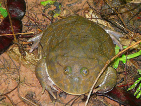 Смотреть фото Обыкновенная лягушка Баджита Фото Обыкновенная лягушка Баджита