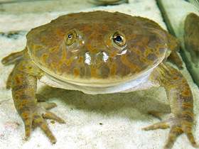 Обыкновенная лягушка Баджита