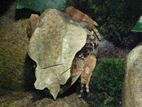 Фото Носатая рогатая чесночница