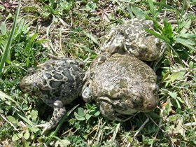 Смотреть фото Сирийская чесночница Фото Сирийская чесночница