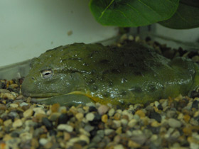 Фото Африканская роющая лягушка