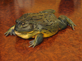 Фото Африканская роющая лягушка