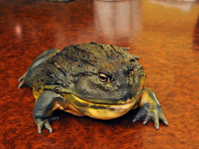 Фото Африканская роющая лягушка