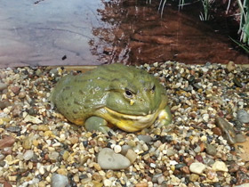 Фото Африканская роющая лягушка