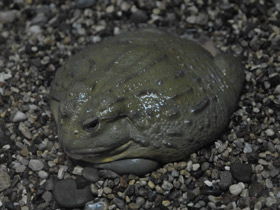 Фото Африканская роющая лягушка