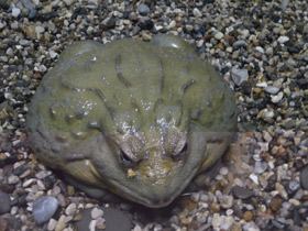 Фото Африканская роющая лягушка