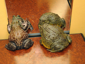 Африканская роющая лягушка