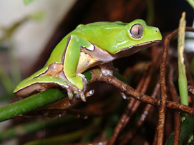 Исполинский веслоног Исполинский веслоног