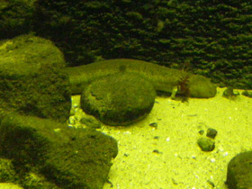 Смотреть фото Озёрный сирен Фото Озёрный сирен