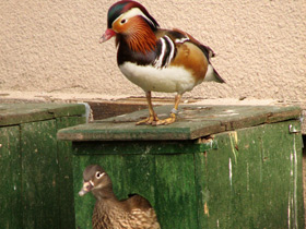 Смотреть фото Чья семья самая дружная? Самые верные животные Фото Чья семья самая дружная? Самые верные животные