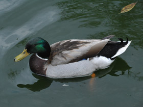 Фото Самые высоколетающие птицы