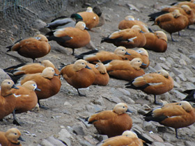 Смотреть фото Обыкновенный огарь Фото Обыкновенный огарь