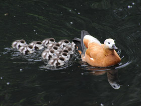 Смотреть фото Обыкновенный огарь Фото Обыкновенный огарь