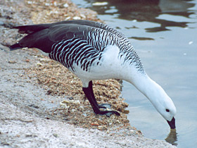 Смотреть фото Обыкновенный магелланов гусь Фото Обыкновенный магелланов гусь