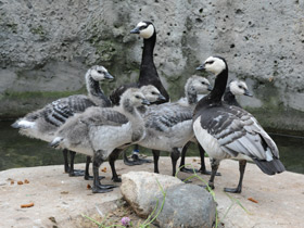 Смотреть фото Размножение птиц в неволе и в природе Фото Размножение птиц в неволе и в природе