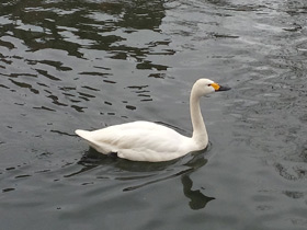 Смотреть фото Лебедь-кликун Фото Лебедь-кликун