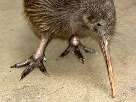 Смотреть фото Животные - символы Фото Животные - символы