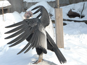 Смотреть фото Андский кондор Фото Андский кондор