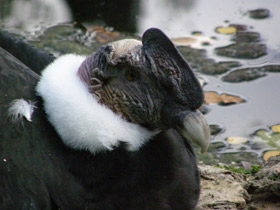 Смотреть фото Андский кондор Фото Андский кондор