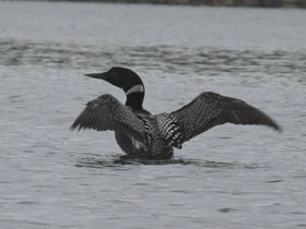 Полярная гагара Полярная гагара