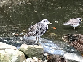 Смотреть фото Галстучник Фото Галстучник