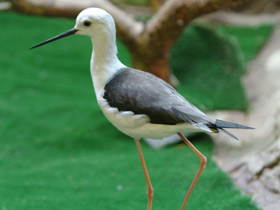 Ходулочник Ходулочник