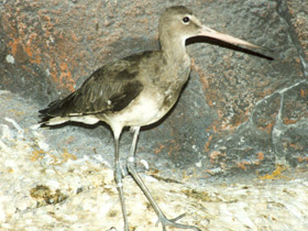 Фото Самые высоколетающие птицы