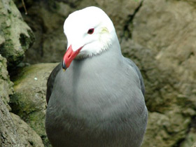 Чайка Хеерманна