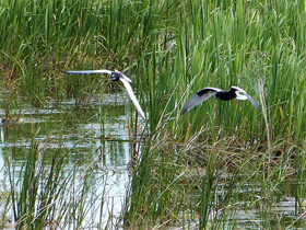 Смотреть фото Белокрылая крачка Фото Белокрылая крачка