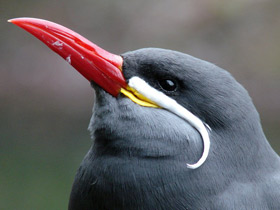 Крачка-инка Крачка-инка