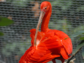 Фото Красный ибис