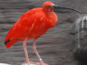 Фото Красный ибис