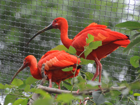 Фото Красный ибис