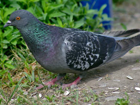 Скалистый голубь Скалистый голубь