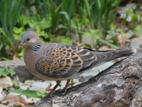 Смотреть фото Большая горлица Фото Большая горлица