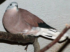 Смотреть фото Короткохвостая горлица Фото Короткохвостая горлица