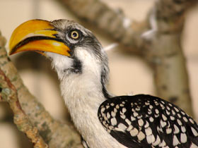 Птицы-носороги: добровольно замурованные Птицы-носороги: добровольно замурованные